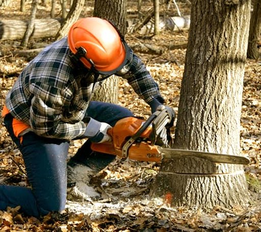 Tree Removal in Boys Ranch, TX